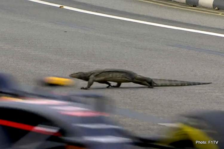 Singapore Lizard